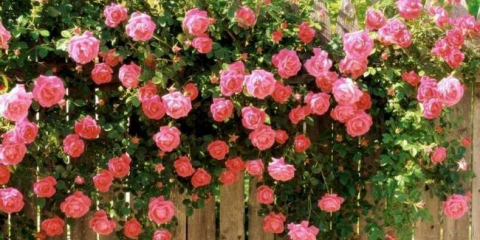 Popínavé rostliny - 125 fotografií a nejlepších nápadů na video o tom, jak využít popínavé rostliny v krajinářském designu